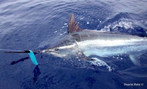 Mahi Mahi Charters - Bill Fish