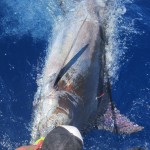 Mahi-Mahi-Charters-Sportfishing