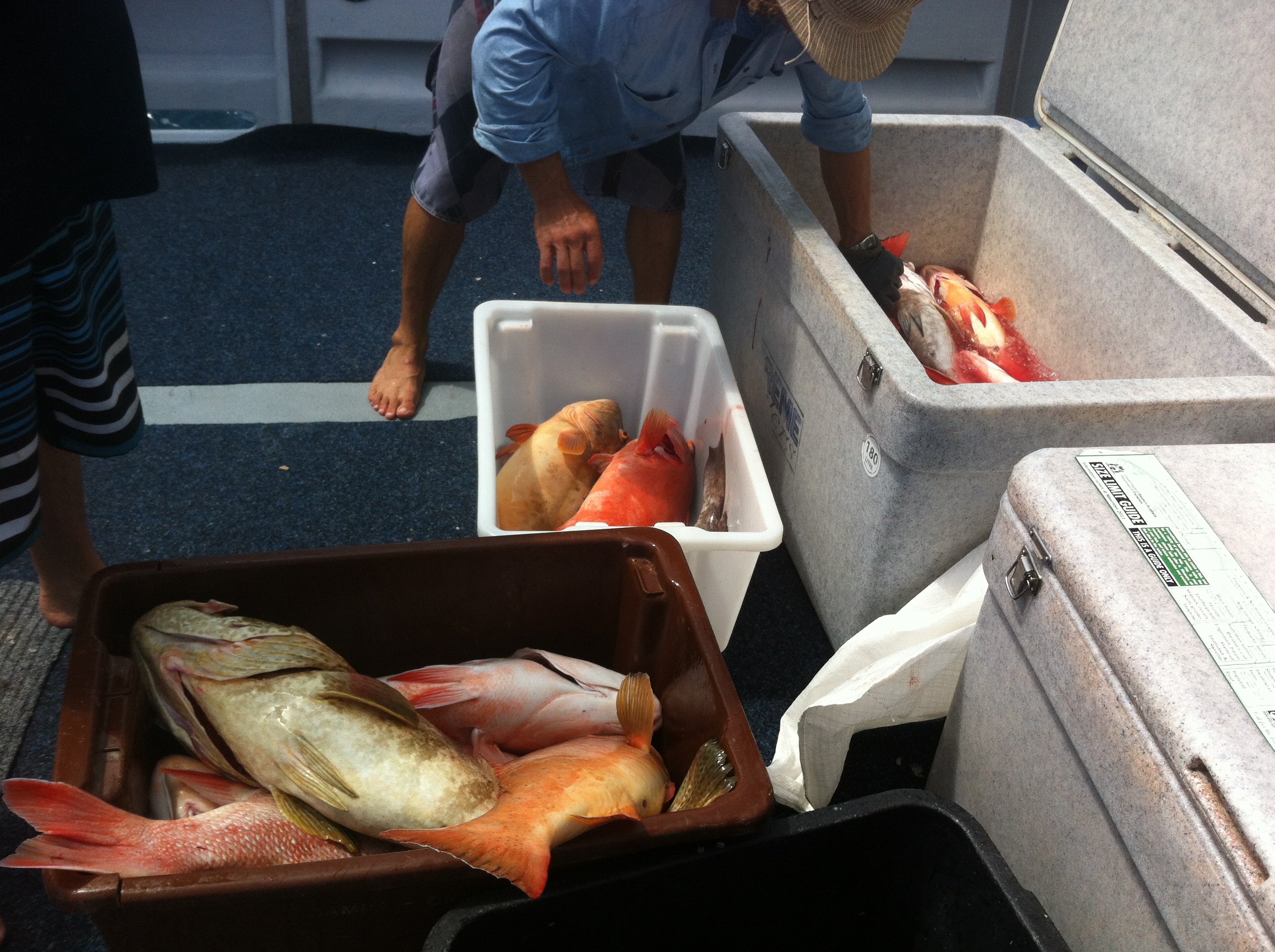 Photo Gallery Mahi Mahi Fishing Charters